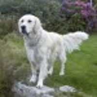 CathrynCariad