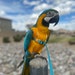 ParrotsHarnesses