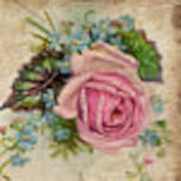 theporcelainrose