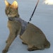 SafetyKatz