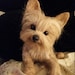 Buyer Avatar