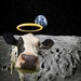 Buyer Avatar