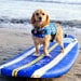 Surf Dogs Rock