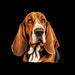 UnderdogDesignsLLC