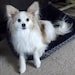 LittleDogTogs