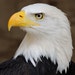 EagleOne76