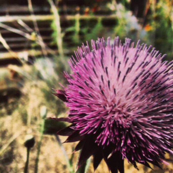 Vintage Sketch Art Framed, Rustic Ink Drawing Wall Art Printed, Moody ...