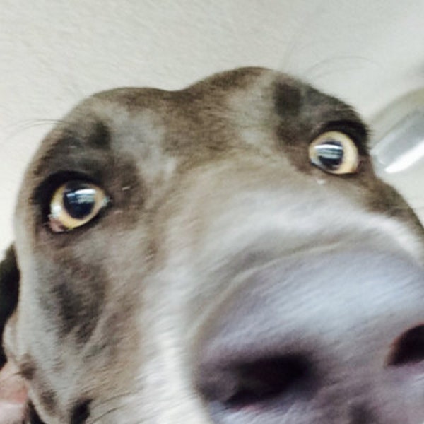 Morgan Designs ATC 250R Three Wheeler Men's Cotton Crew Tee - Etsy