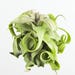 Airplantdirect