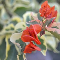 OneZenFlower