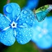 WilliamsSchmuck