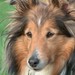 sheltiekid avatar