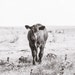 The Red Cow Mercantile