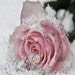Buyer Avatar