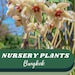 Nurseryplants