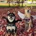 LV99DOGE