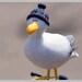 Buyer Avatar
