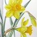 DaffodealsBoutique