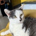 Buyer Avatar