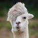 Alpaca Lover