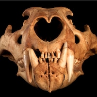PaleoPanthera