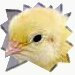 chickypez avatar