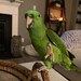 Oscar