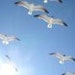 BrilliantWhiteWings