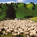 The Magic Wool