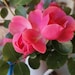BoutonRose