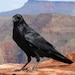 BlackCrowLighters