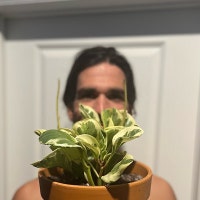 SRQPlants