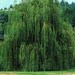 Willowtrees