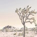 WilderCalifornia