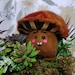 Buyer Avatar