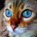 Buyer Avatar
