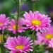 GardenLifeCanada
