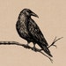TheCrowPaper