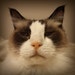 Buyer Avatar