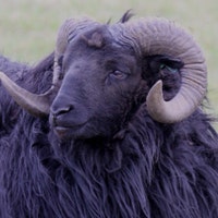 YorkshireWildlife