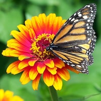 SEEDVILLEUSA