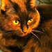 Buyer Avatar