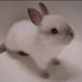 littlesnugglebunny avatar