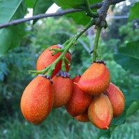 SowExotic