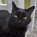 TheVintageBlackCat