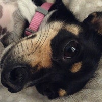 SadiesLovingPaws