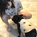 Shinji Fit Frenchie