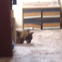 BinxProwling