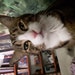Buyer Avatar