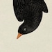 Buyer Avatar